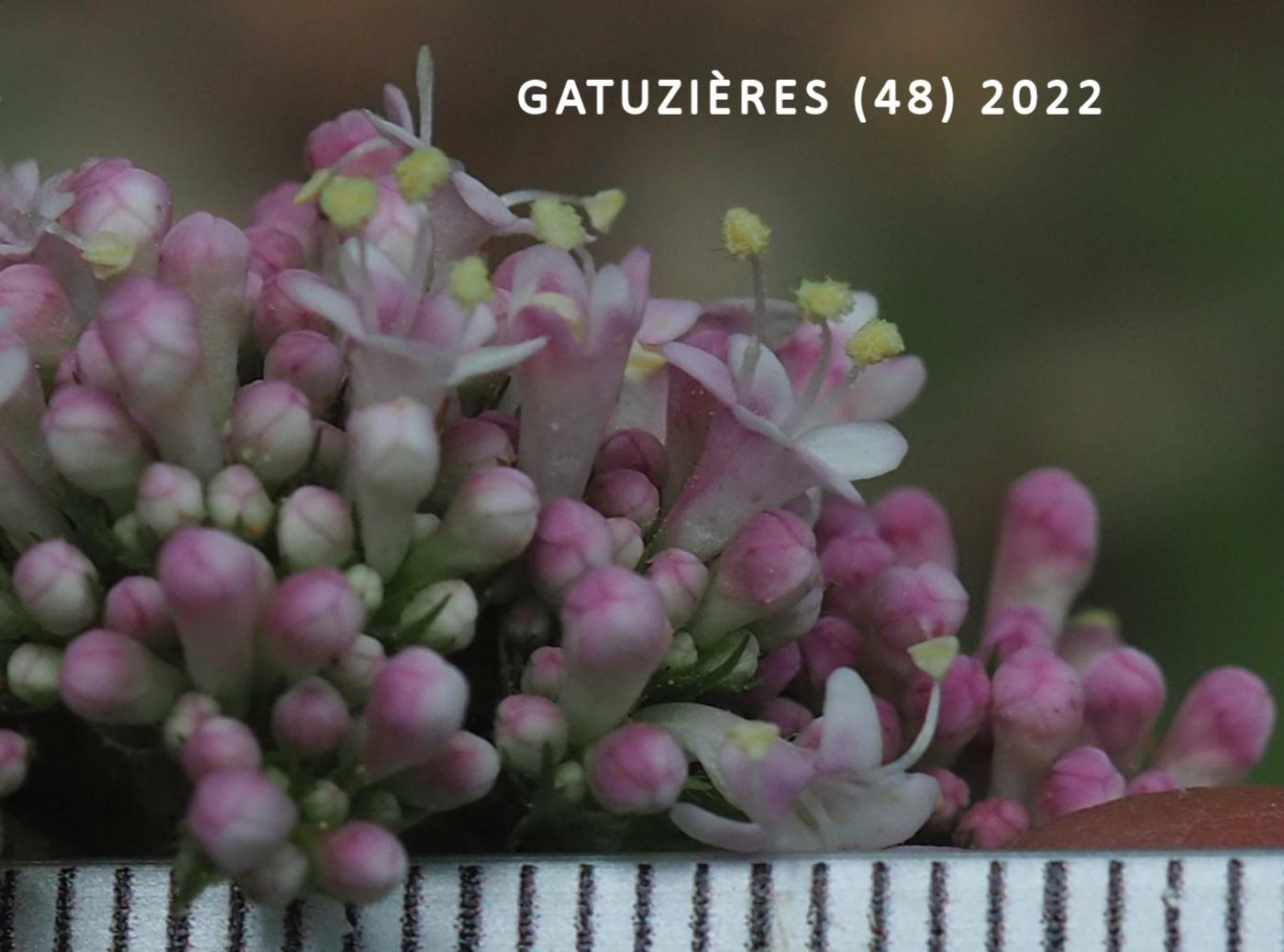 Valerian, (Elder-leaved) flower